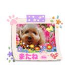 トイプーのげんちゃん（個別スタンプ：15）