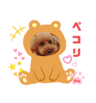 トイプーのげんちゃん（個別スタンプ：16）
