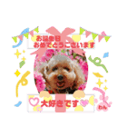 トイプーのげんちゃん（個別スタンプ：20）