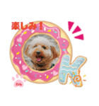 トイプーのげんちゃん（個別スタンプ：31）