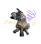 にゃんこ先輩2（個別スタンプ：1）