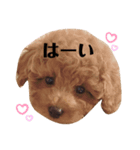 トイプードルのテディちゃん 1（個別スタンプ：1）