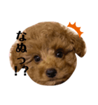 トイプードルのテディちゃん 1（個別スタンプ：4）