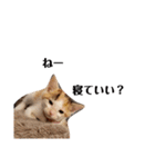 可愛いスタンプ猫（個別スタンプ：1）