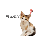 可愛いスタンプ猫（個別スタンプ：2）