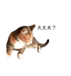 可愛いスタンプ猫（個別スタンプ：4）