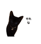 可愛いスタンプ猫（個別スタンプ：5）