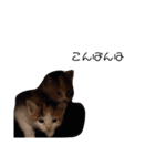 可愛いスタンプ猫（個別スタンプ：7）