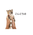 可愛いスタンプ猫（個別スタンプ：8）