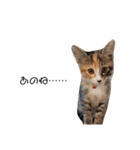 可愛いスタンプ猫（個別スタンプ：11）