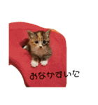 可愛いスタンプ猫（個別スタンプ：12）