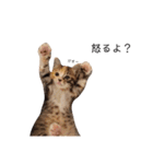可愛いスタンプ猫（個別スタンプ：13）