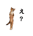 可愛いスタンプ猫（個別スタンプ：14）