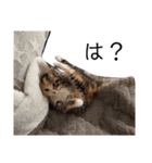 可愛いスタンプ猫（個別スタンプ：15）