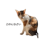可愛いスタンプ猫（個別スタンプ：16）