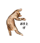 可愛いスタンプ猫（個別スタンプ：20）