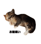 可愛いスタンプ猫（個別スタンプ：23）