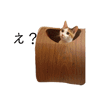 可愛いスタンプ猫（個別スタンプ：25）