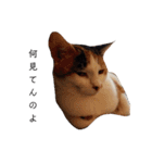 可愛いスタンプ猫（個別スタンプ：26）