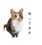 可愛いスタンプ猫（個別スタンプ：31）