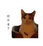 可愛いスタンプ猫（個別スタンプ：34）