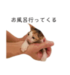可愛いスタンプ猫（個別スタンプ：36）
