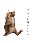 可愛いスタンプ猫（個別スタンプ：38）