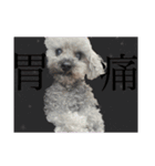 念入りに可愛い犬（個別スタンプ：3）