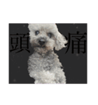 念入りに可愛い犬（個別スタンプ：4）