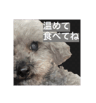念入りに可愛い犬（個別スタンプ：6）