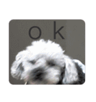 念入りに可愛い犬（個別スタンプ：7）