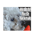 念入りに可愛い犬（個別スタンプ：8）