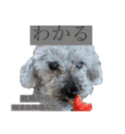 念入りに可愛い犬（個別スタンプ：9）
