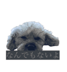 念入りに可愛い犬（個別スタンプ：10）