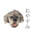 念入りに可愛い犬（個別スタンプ：11）