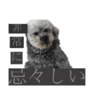 念入りに可愛い犬（個別スタンプ：13）