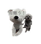 念入りに可愛い犬（個別スタンプ：15）