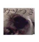 念入りに可愛い犬（個別スタンプ：16）