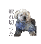 念入りに可愛い犬（個別スタンプ：20）