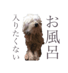 念入りに可愛い犬（個別スタンプ：21）