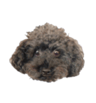 念入りに可愛い犬（個別スタンプ：22）