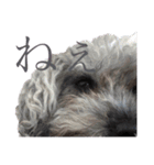 念入りに可愛い犬（個別スタンプ：23）