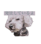 念入りに可愛い犬（個別スタンプ：24）