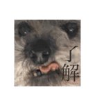 念入りに可愛い犬（個別スタンプ：26）
