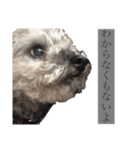念入りに可愛い犬（個別スタンプ：27）