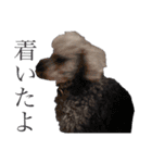 念入りに可愛い犬（個別スタンプ：28）