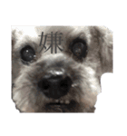 念入りに可愛い犬（個別スタンプ：29）