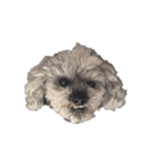 念入りに可愛い犬（個別スタンプ：30）