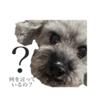 念入りに可愛い犬（個別スタンプ：31）