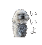 念入りに可愛い犬（個別スタンプ：34）